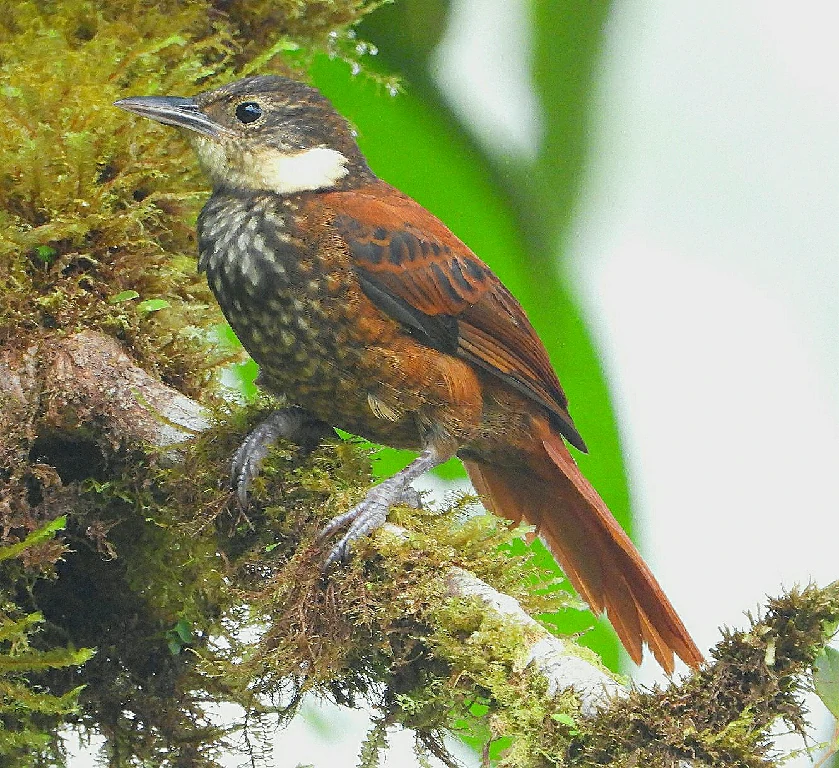 habitat do Trepamusgos barbablanca panamenho