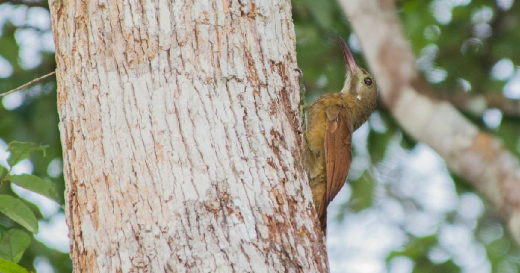 habitat do arapacu-de-bico-vermelho