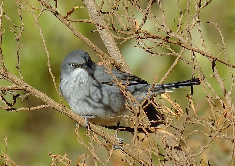 habitat do felosa-chapim-de-layard