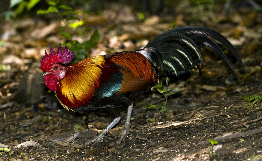 habitat do galo-banquiva