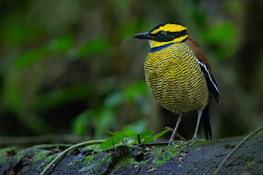 habitat do javan banded-pitta