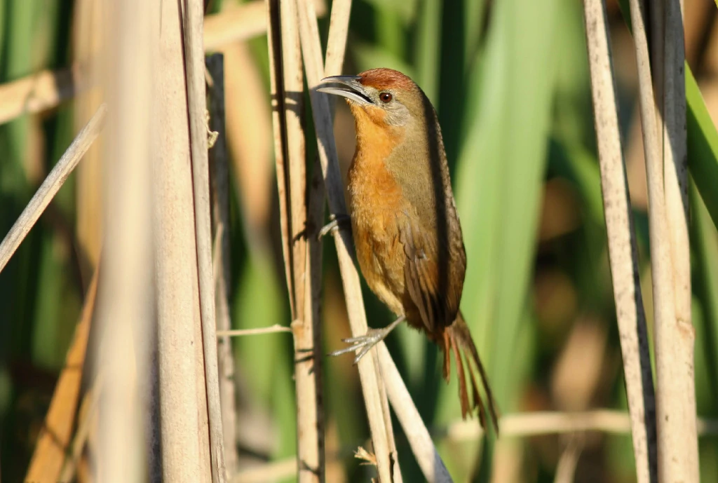 habitat do joao-botina-do-brejo