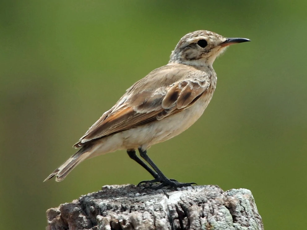 habitat do mineiro-de-bico-fino