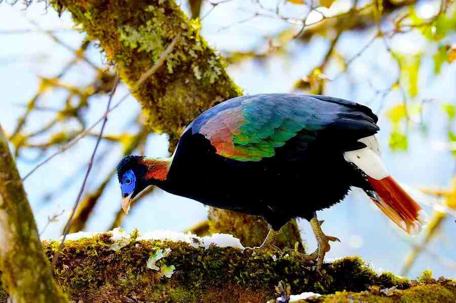 habitat do monal-de-cauda-branca