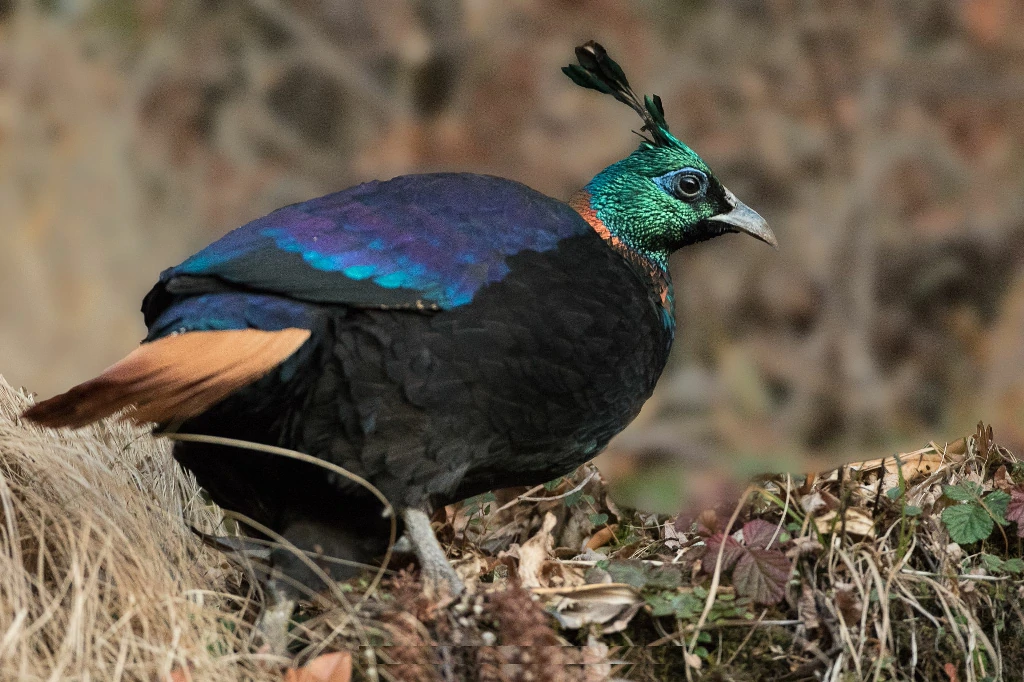 habitat do monal-de-cauda-ruiva