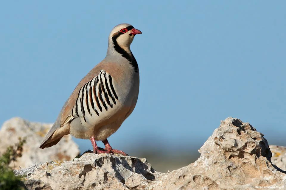 habitat do perdiz chukar