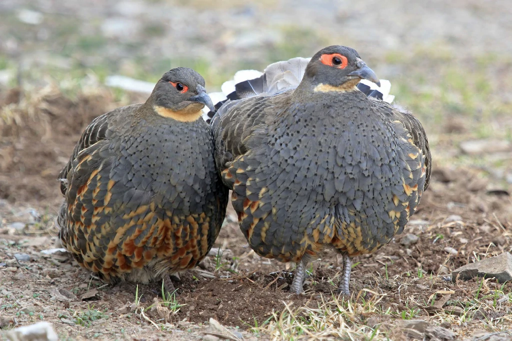 habitat do perdiz-faisao-de-papo-pardo