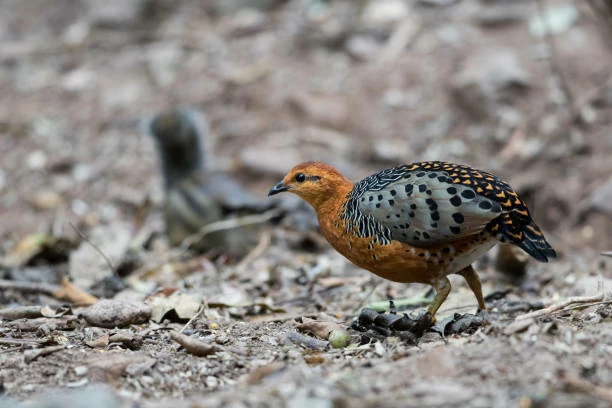 habitat do perdiz-ferrugínea