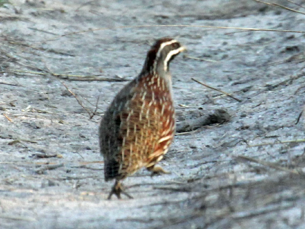 habitat do perdiz-malgaxe