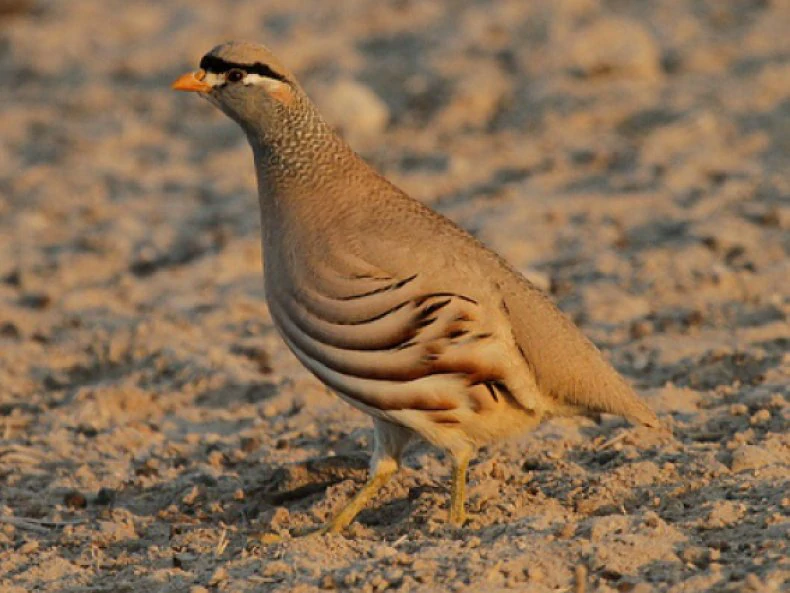 habitat do see-see partridge
