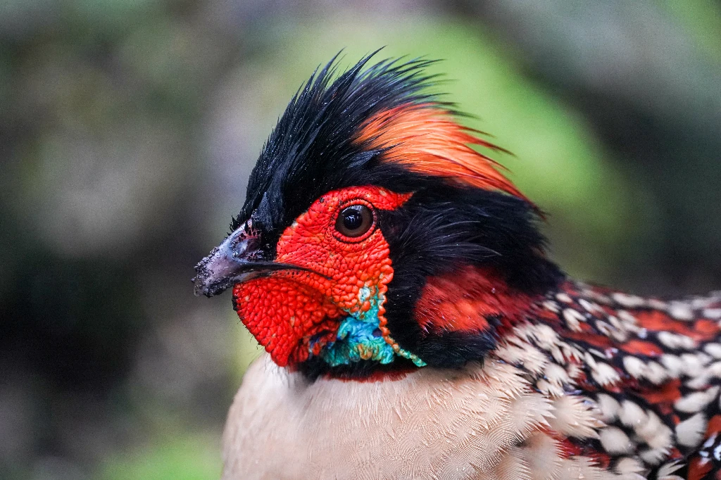 habitat do tragopan chines