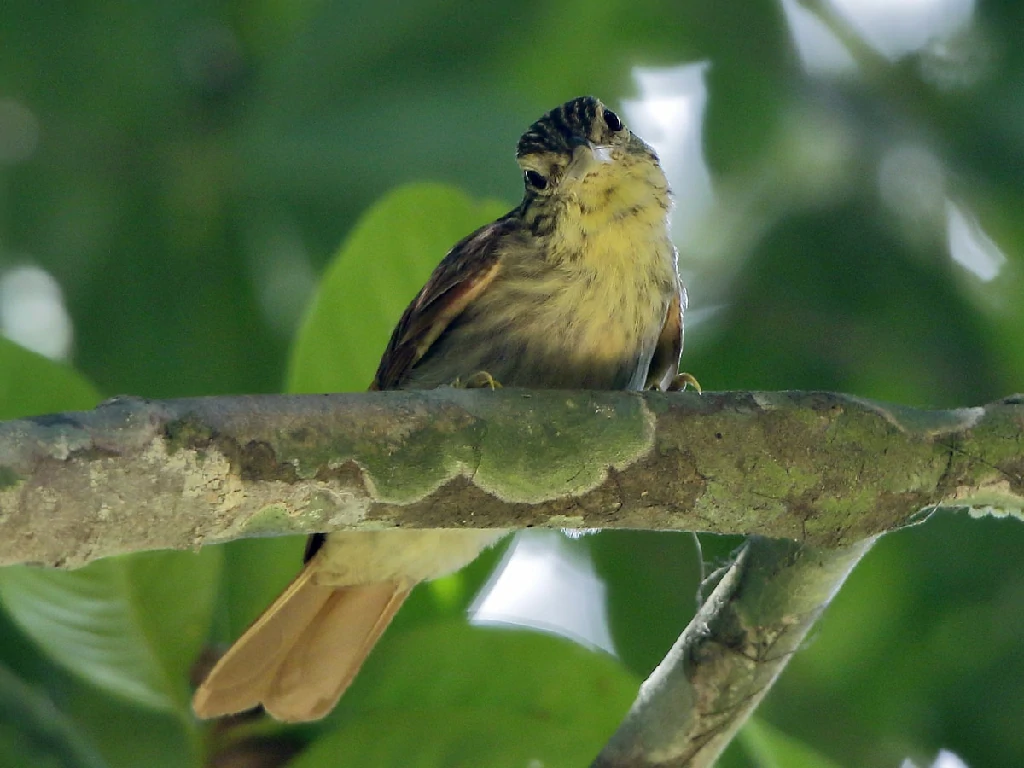 habitat do trepador-sobrancelha