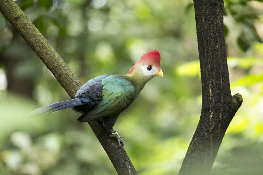 habitat do turaco-de-bannerman