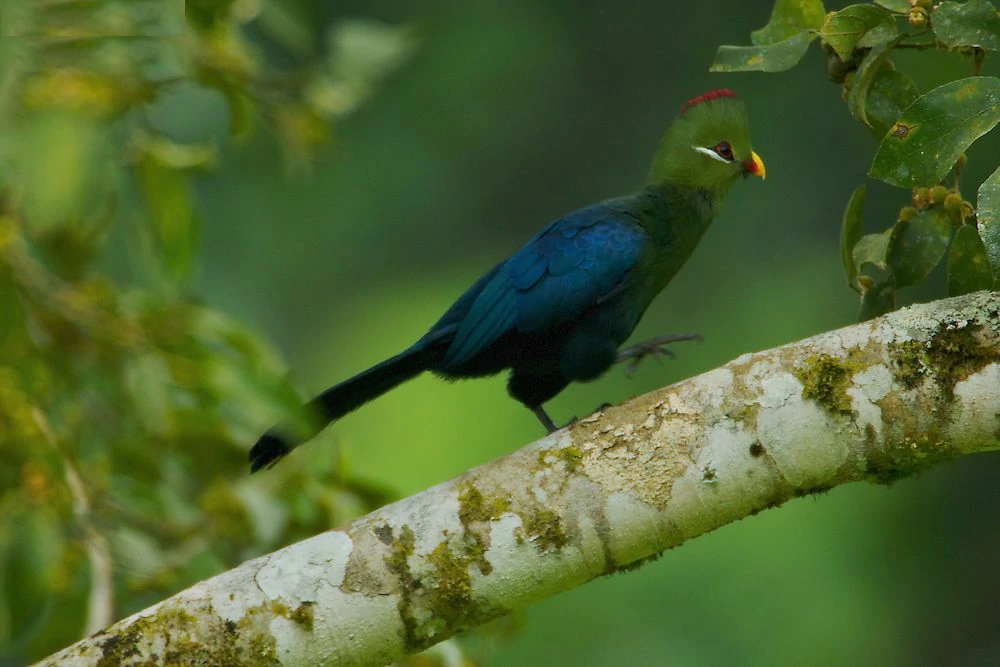 habitat do turaco-de-bico-amarelo