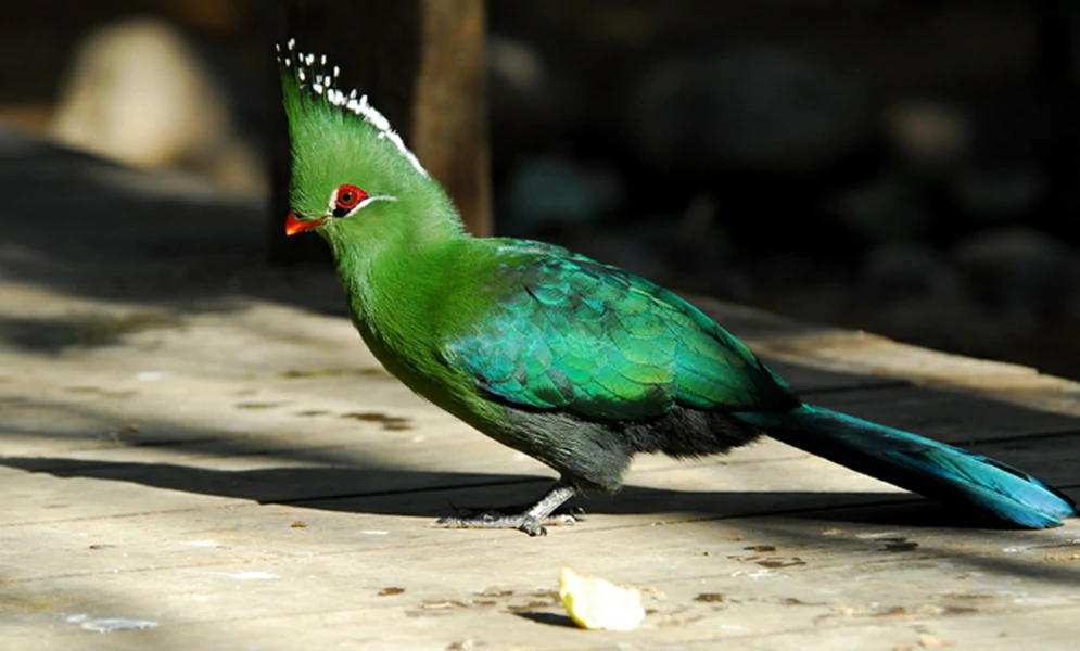 habitat do turaco-de-livingstone