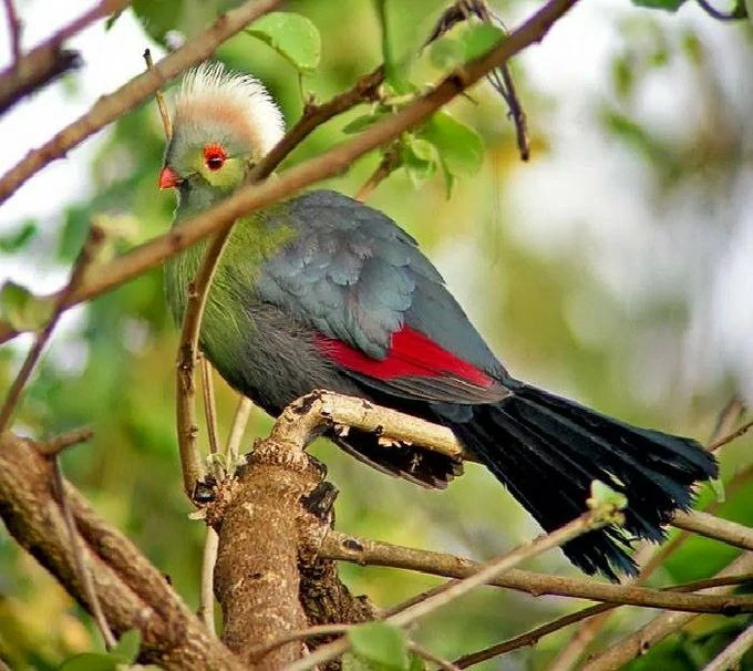 habitat do turaco-de-ruspoli