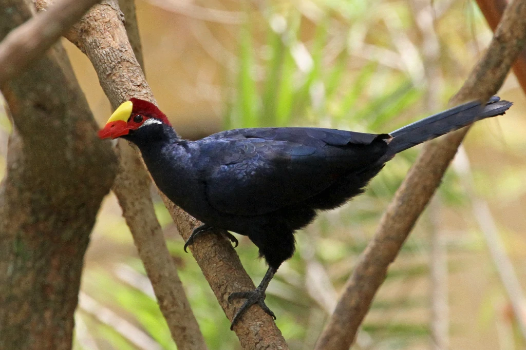 habitat do turaco-violeta