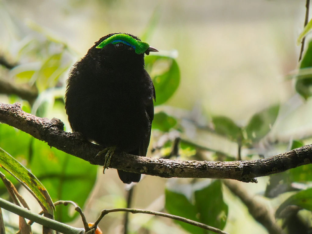 habitat do velvet asity