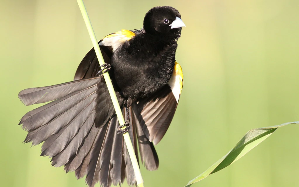 habitat do viuva-da-espadua-amarela