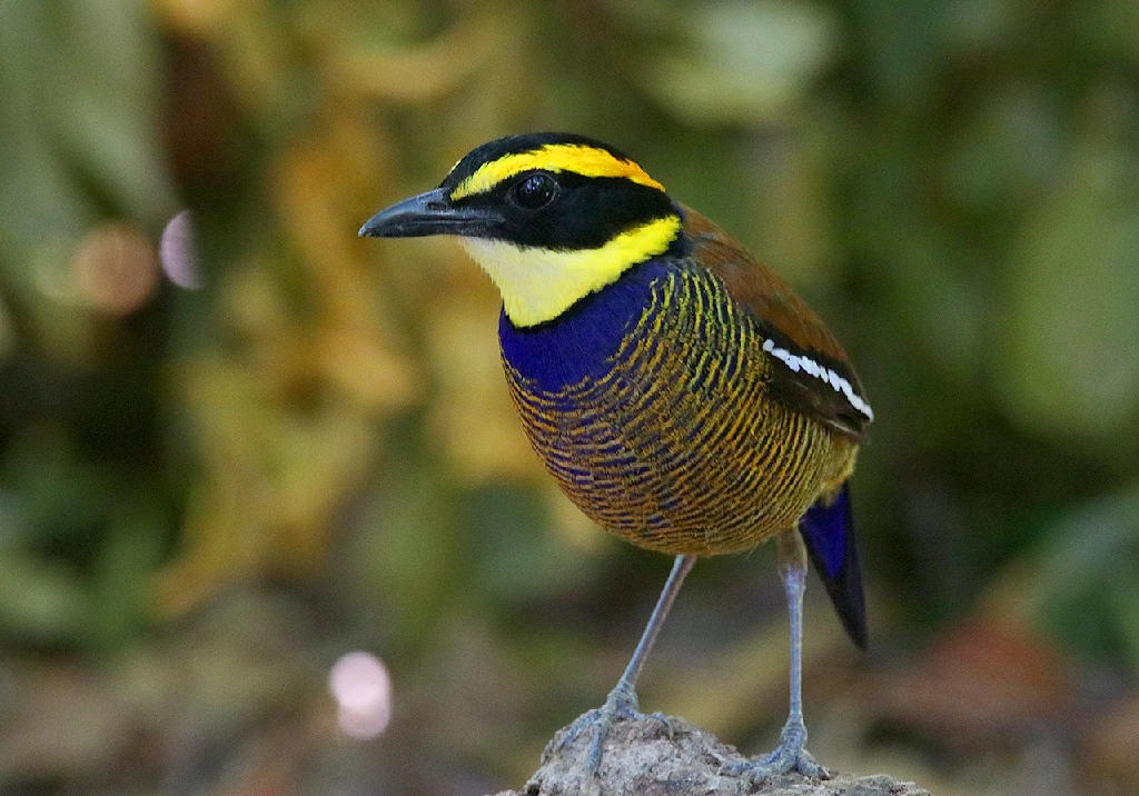 javan banded-pitta