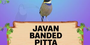 javan banded pitta