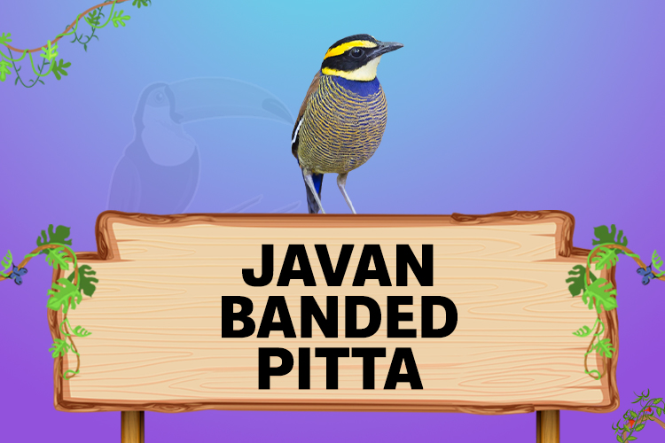 javan banded pitta