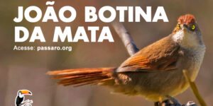 joão botina da mata