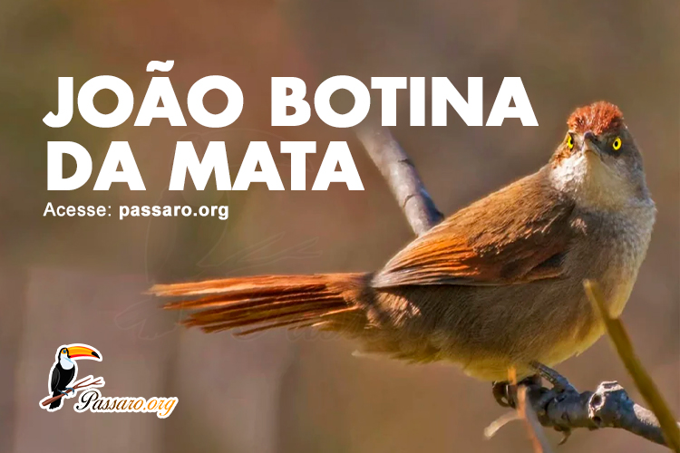 joão botina da mata