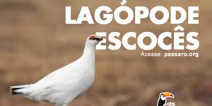 lagopode escoces