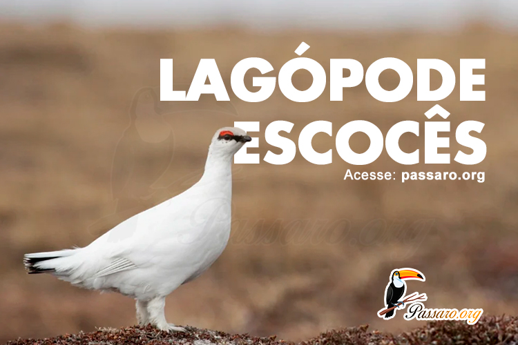 lagopode escoces