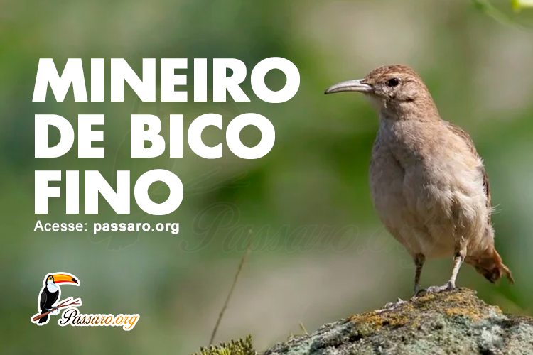 mineiro de bico fino