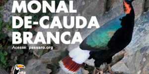 monal de cauda branca