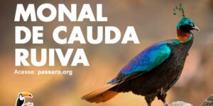 monal de cauda ruiva