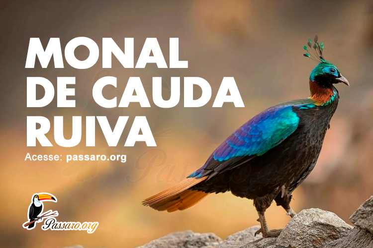 monal de cauda ruiva