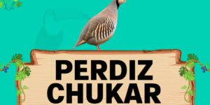 perdiz chukar