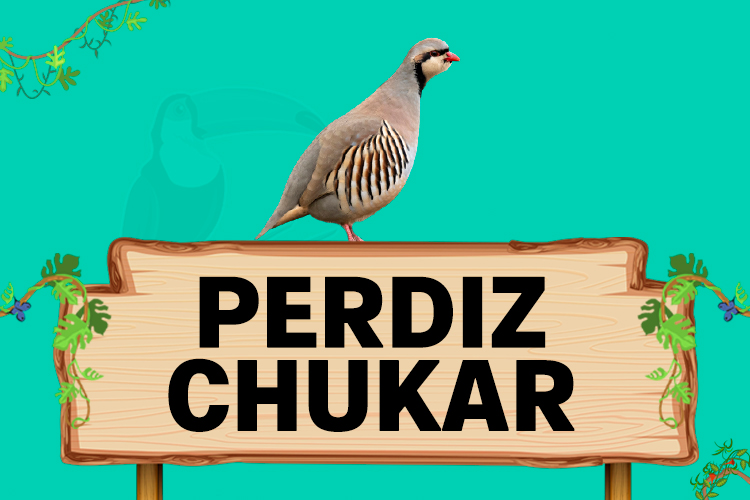 perdiz chukar