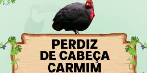 perdiz de cabeça carmim