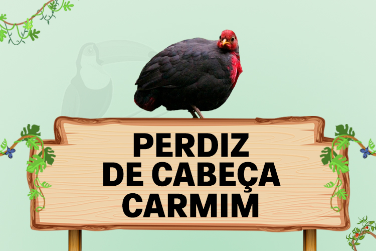 perdiz de cabeça carmim