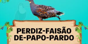 perdiz faisao de papo pardo