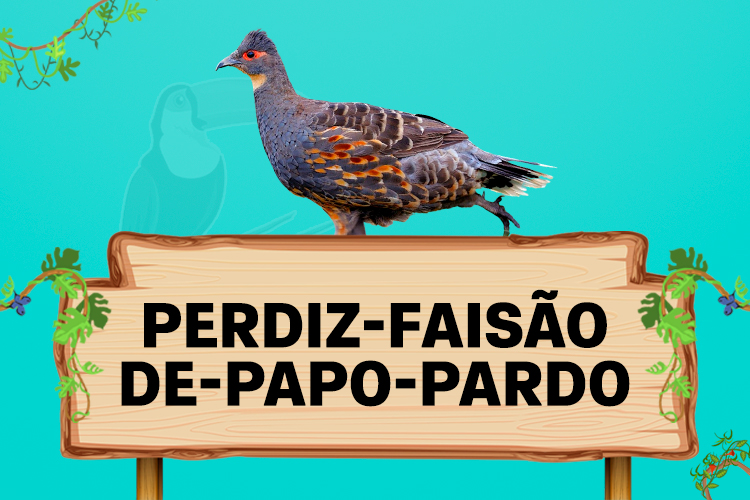 perdiz faisao de papo pardo