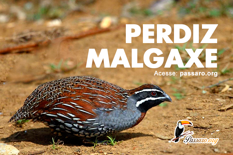 perdiz malgaxe