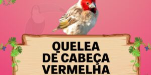 quelea de cabeça vermelha