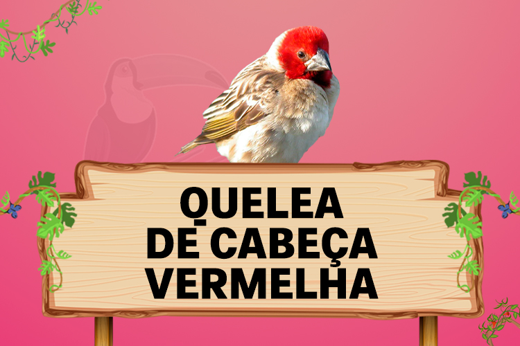 quelea de cabeça vermelha