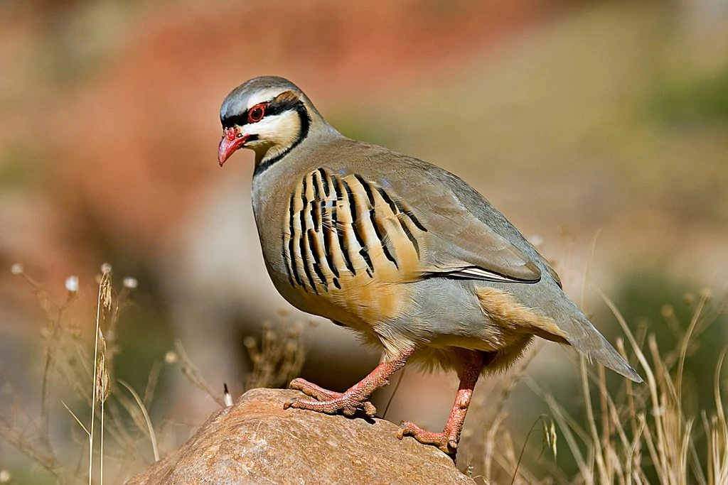 reproducao do perdiz chukar