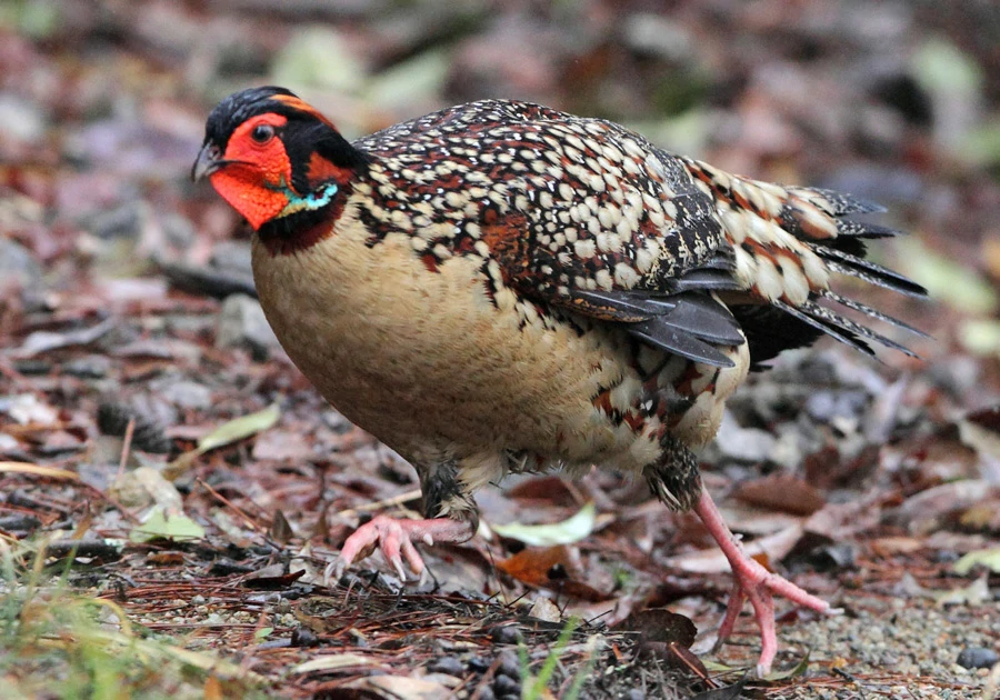 reproducao do tragopan chines