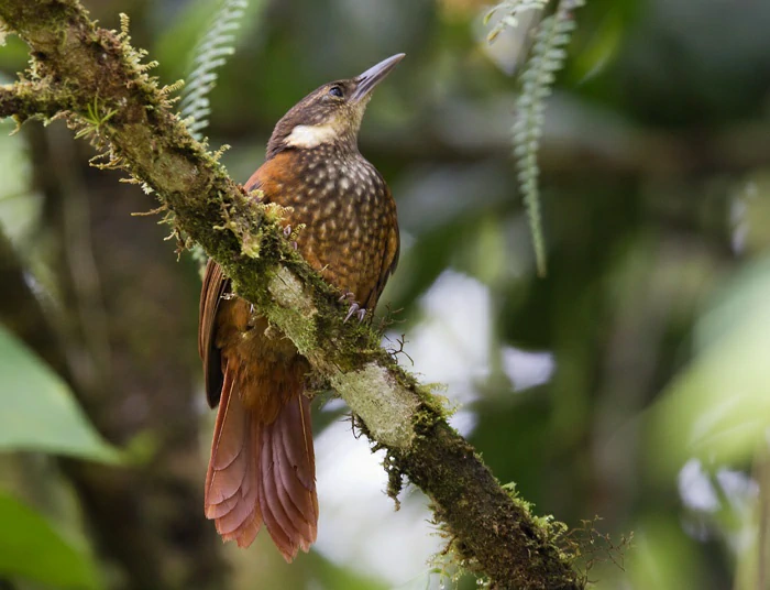 reproducao do trepamusgos barbablanca panamenho