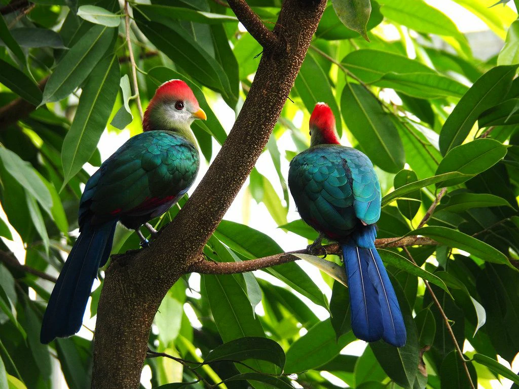 reproducao do turaco-de-bannerman