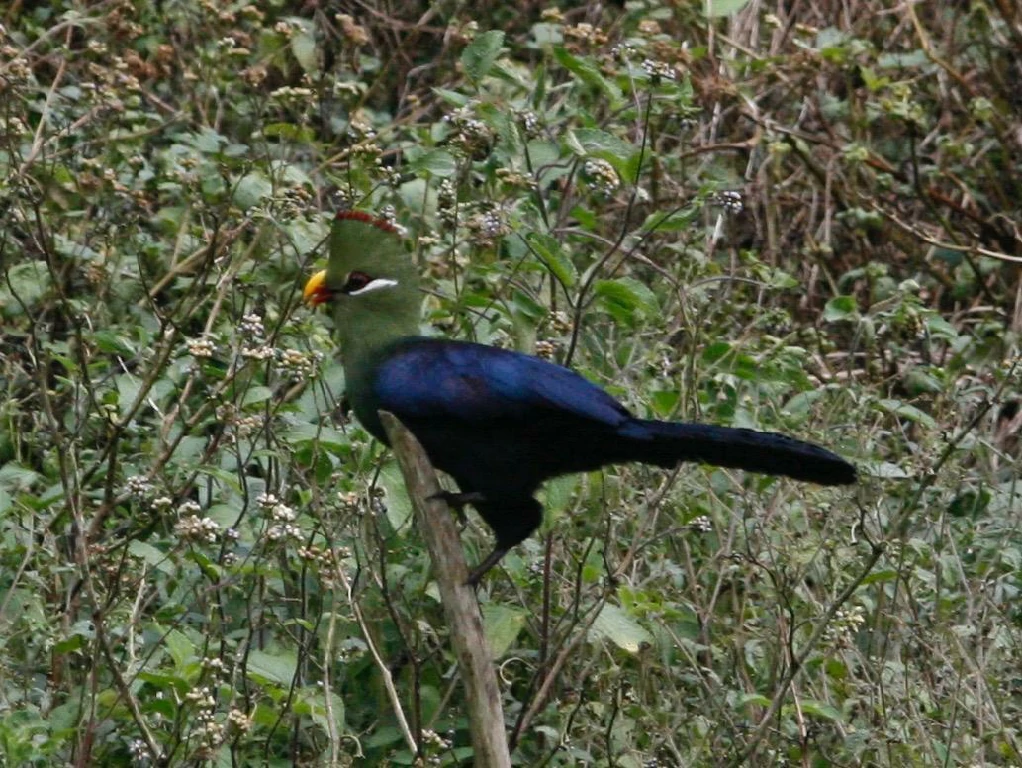 reproducao do turaco-de-bico-amarelo