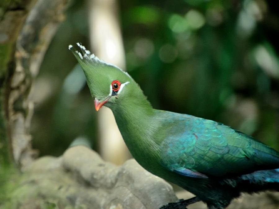 reproducao do turaco-de-livingstone