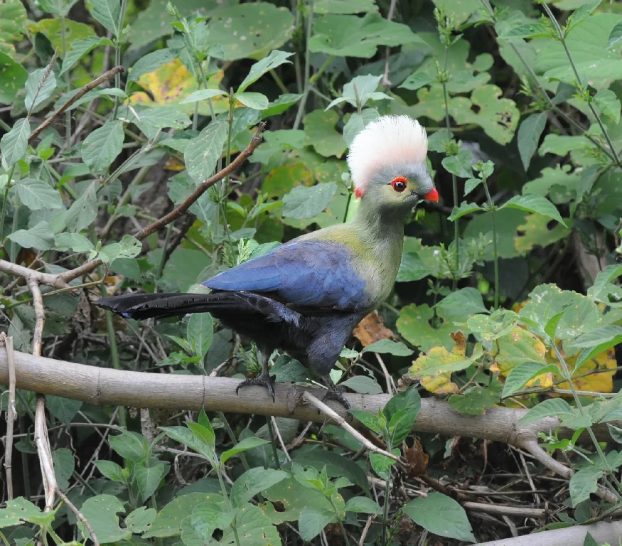 reproducao do turaco-de-ruspoli